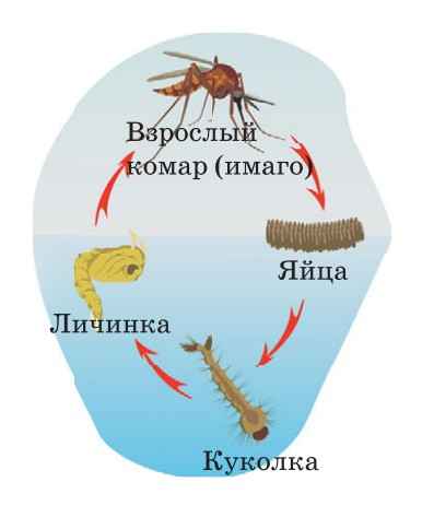 На фото описано про развитие комара